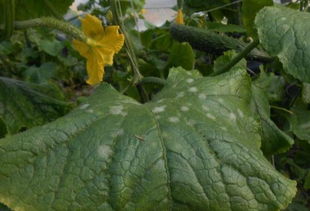 夏季黄瓜白粉病,黄瓜白绢病