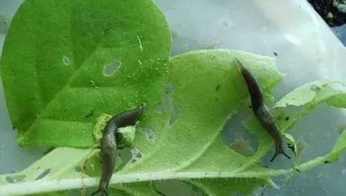 园子里的昆虫有多少,花园里的小动物哪些是昆虫