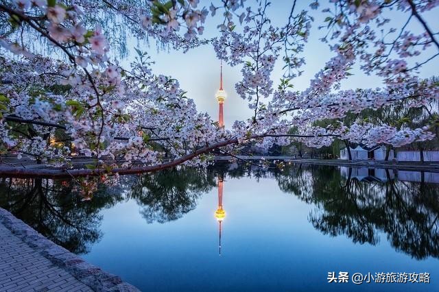 国内赏樱胜地大全,全国赏樱地图出炉共赴浪漫樱花约