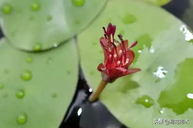 一级保护植物莼菜,国家保护野生一级莼菜