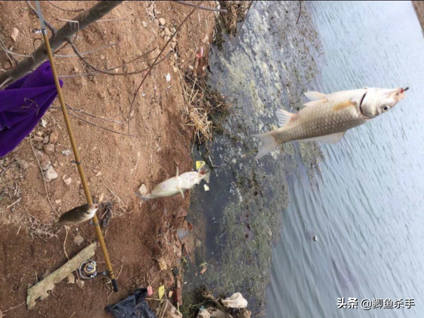 串钩钓鱼技巧和方法,串钩有鱼吃饵不上钩