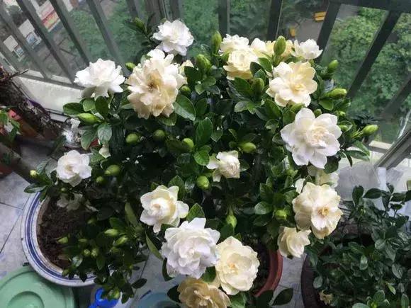 什么木本花好养,4种花超耐旱好养