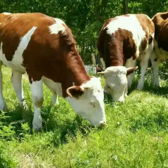 养牛知识牛的正常体温与技术,养牛一定要懂牛的反刍规律