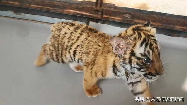 洛阳王城公园成年的华南虎,洛阳动物园还有多少只华南虎