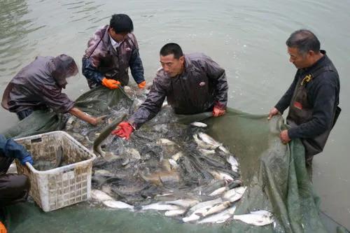 四大家鱼鱼病有效预防治疗,预防鱼肠炎最有效的方法