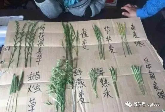 麦田里节节麦怎样根除,节节麦野燕麦雀麦图片