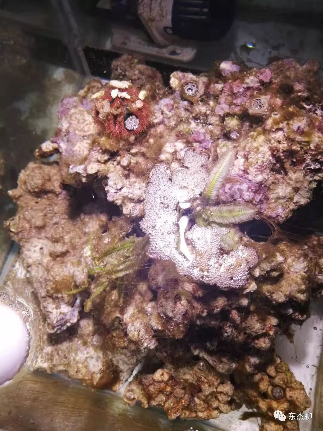 甲藻的有效处理方案,甲藻和菌膜的区别