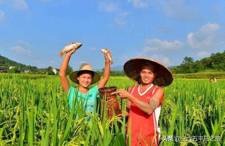 稻田养鱼为什么这么火,为什么现在不提倡稻田养鱼