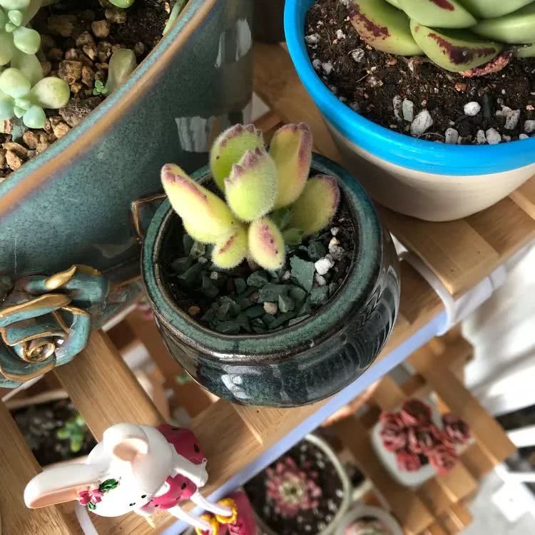 新手小白入坑多肉必看攻略,多肉新手入坑必备指南