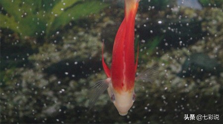 七彩神仙鱼倒立,七彩神仙鱼躺了还能救活吗