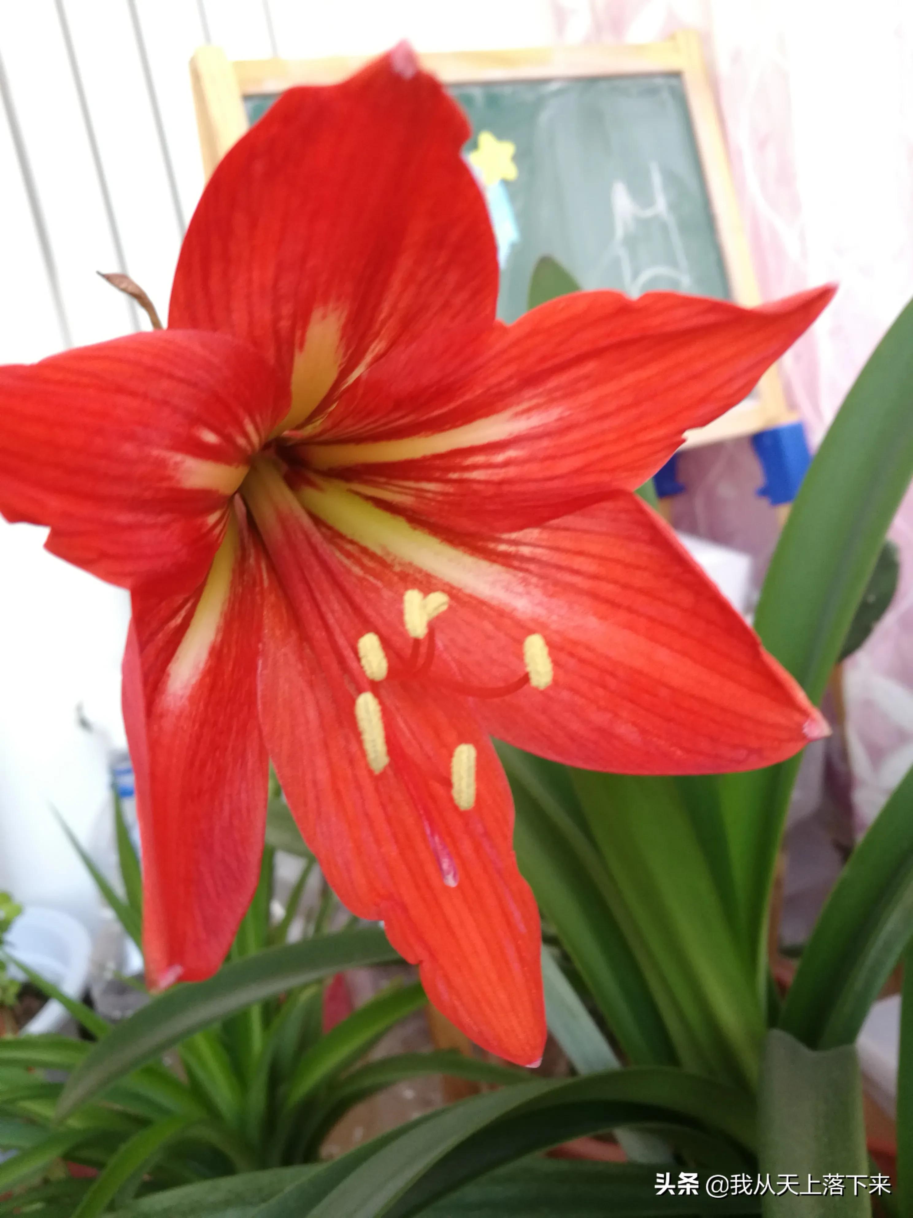 100张花朵美图,100张花图片大全