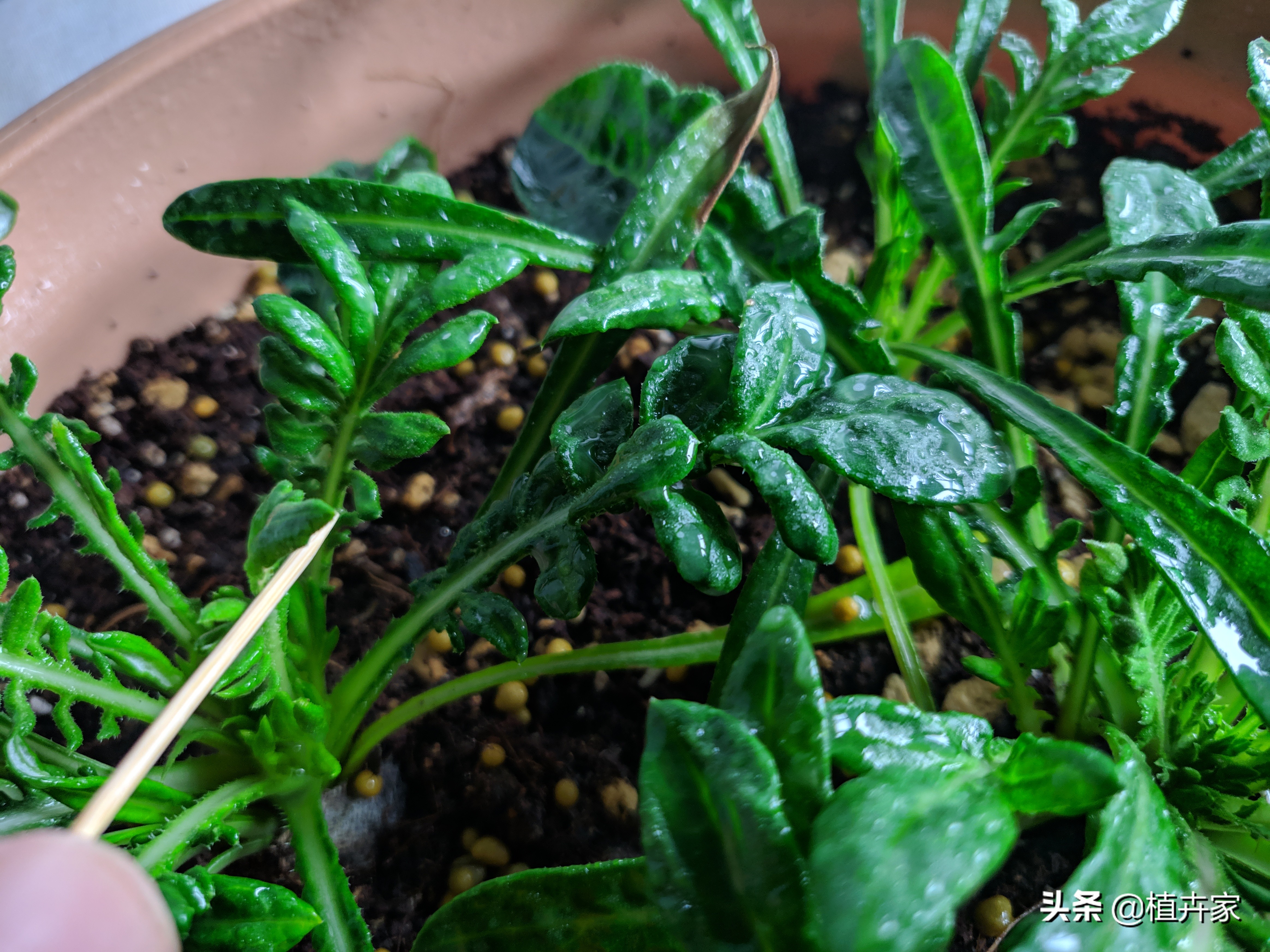 勋章菊如何养护,勋章菊出苗了怎么种