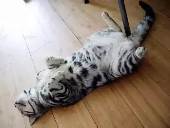 怎么训练宠物猫装死,怎么训练猫咪落手