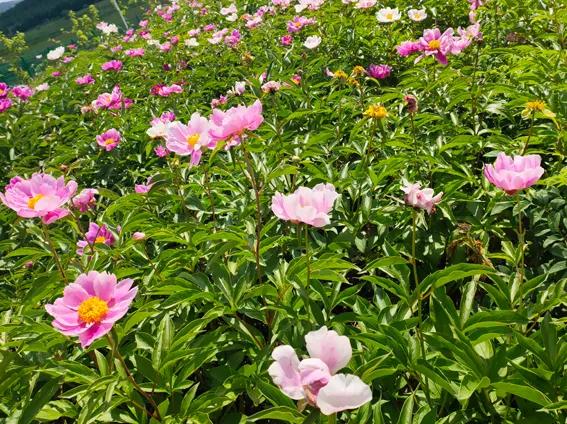 延边端午旅游推荐,浓情端午粽享民俗