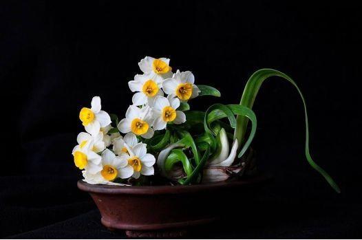 为什么有人说中国国花是牡丹,中国的国花为什么要选牡丹呢