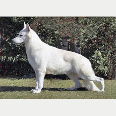 白色德牧犬的缺点和危害,德牧适合普通家庭饲养吗