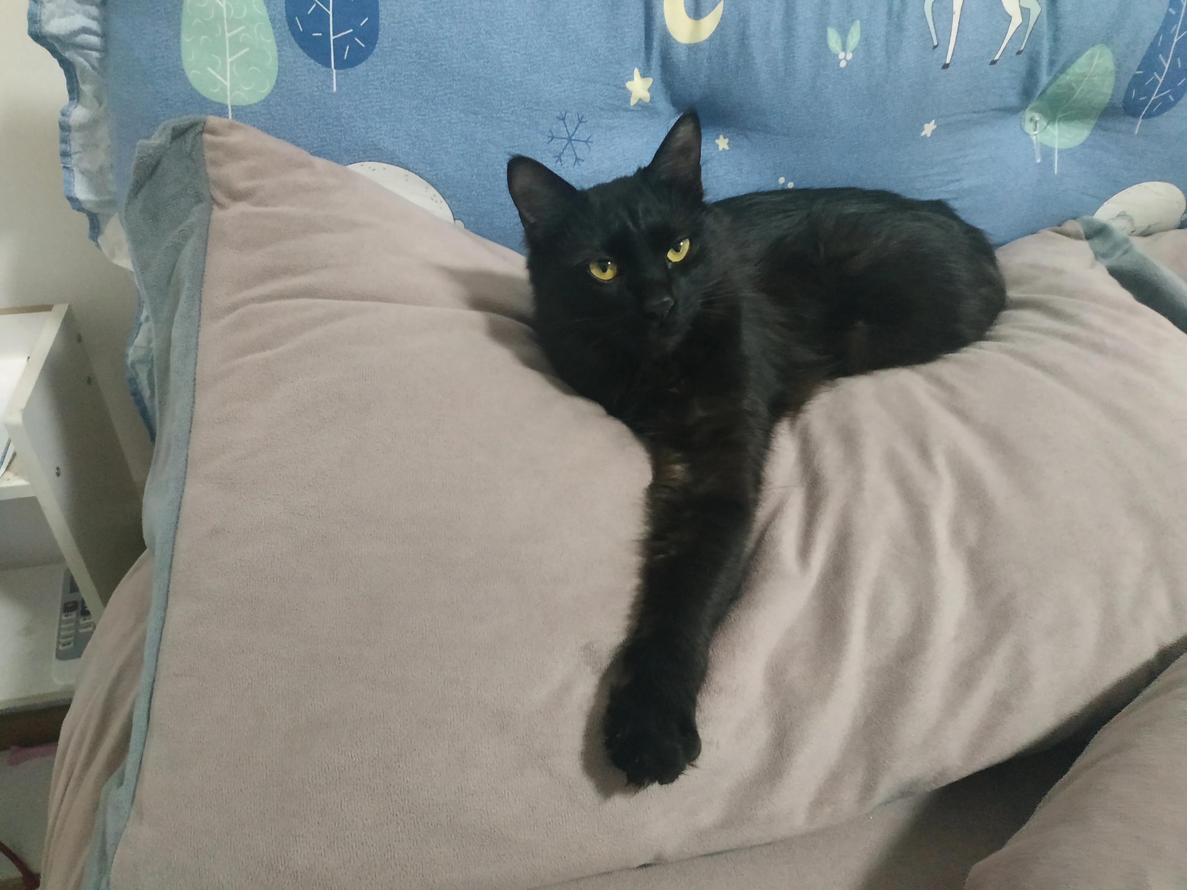 科学养猫攻略脱敏训练,科学养猫视频教程全集