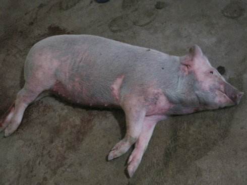 猪瘟的症状和治疗方法猪全身发红,猪皮肤发红是什么病