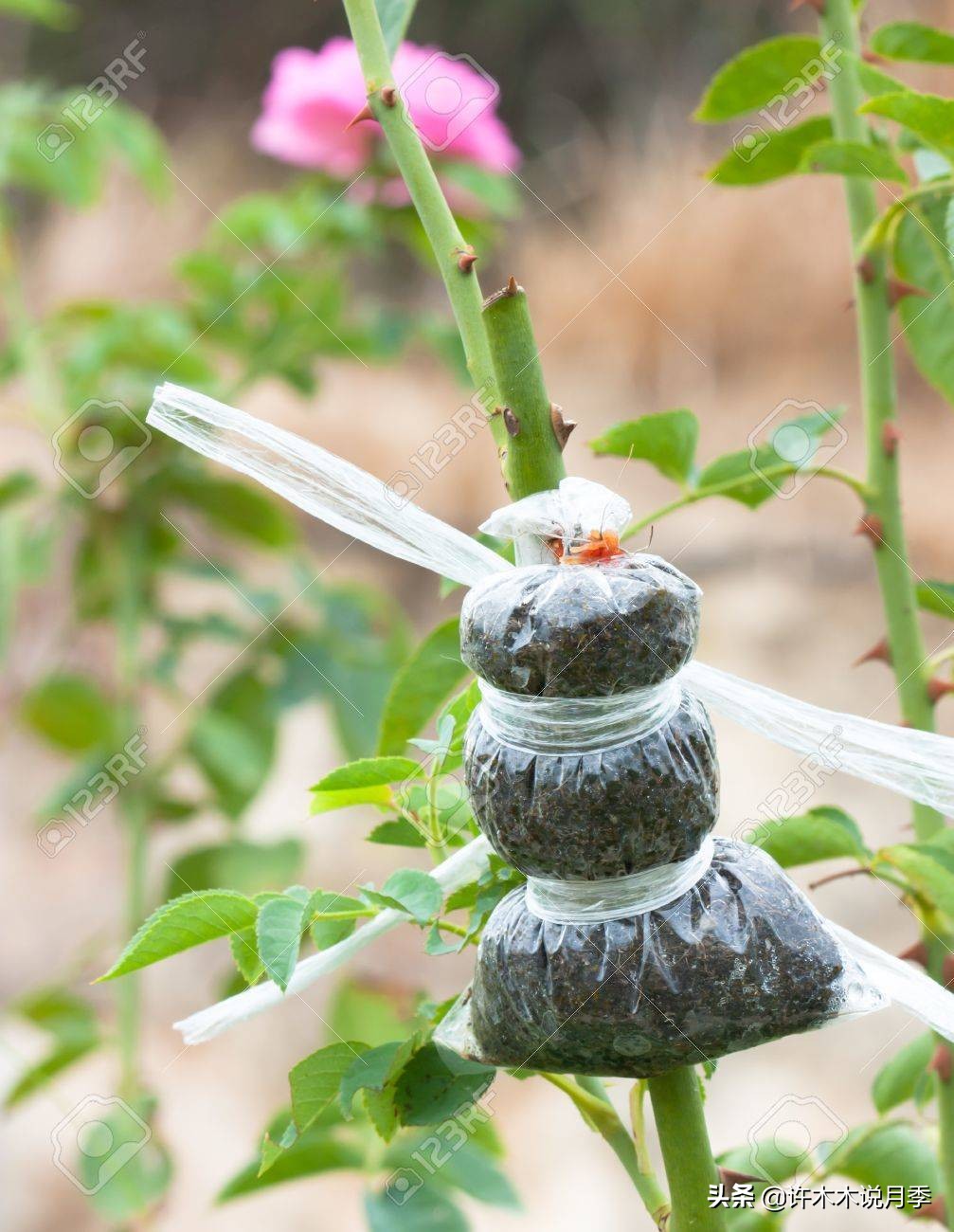 红双喜月季是扦插好还是嫁接好,藤本月季嫁接的好还是扦插的好