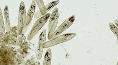 暑假孩子玩手机不如打篮球吧,儿童显微镜放大蚂蚁120倍