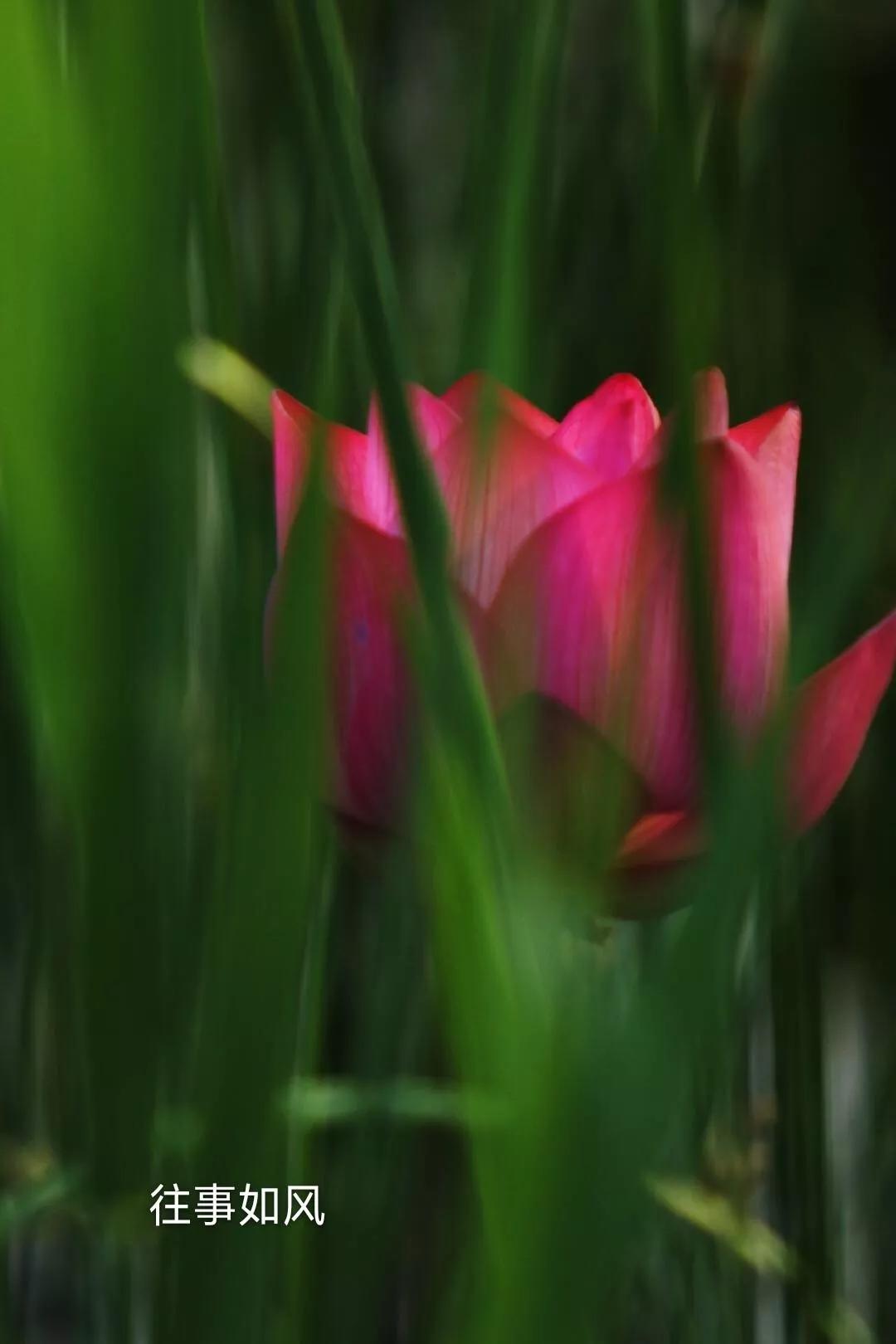 惊艳！淮阳，因为ta，美得不像“画”