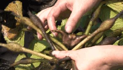 遇到这菜再贵也要吃,遇到这种菜别手软