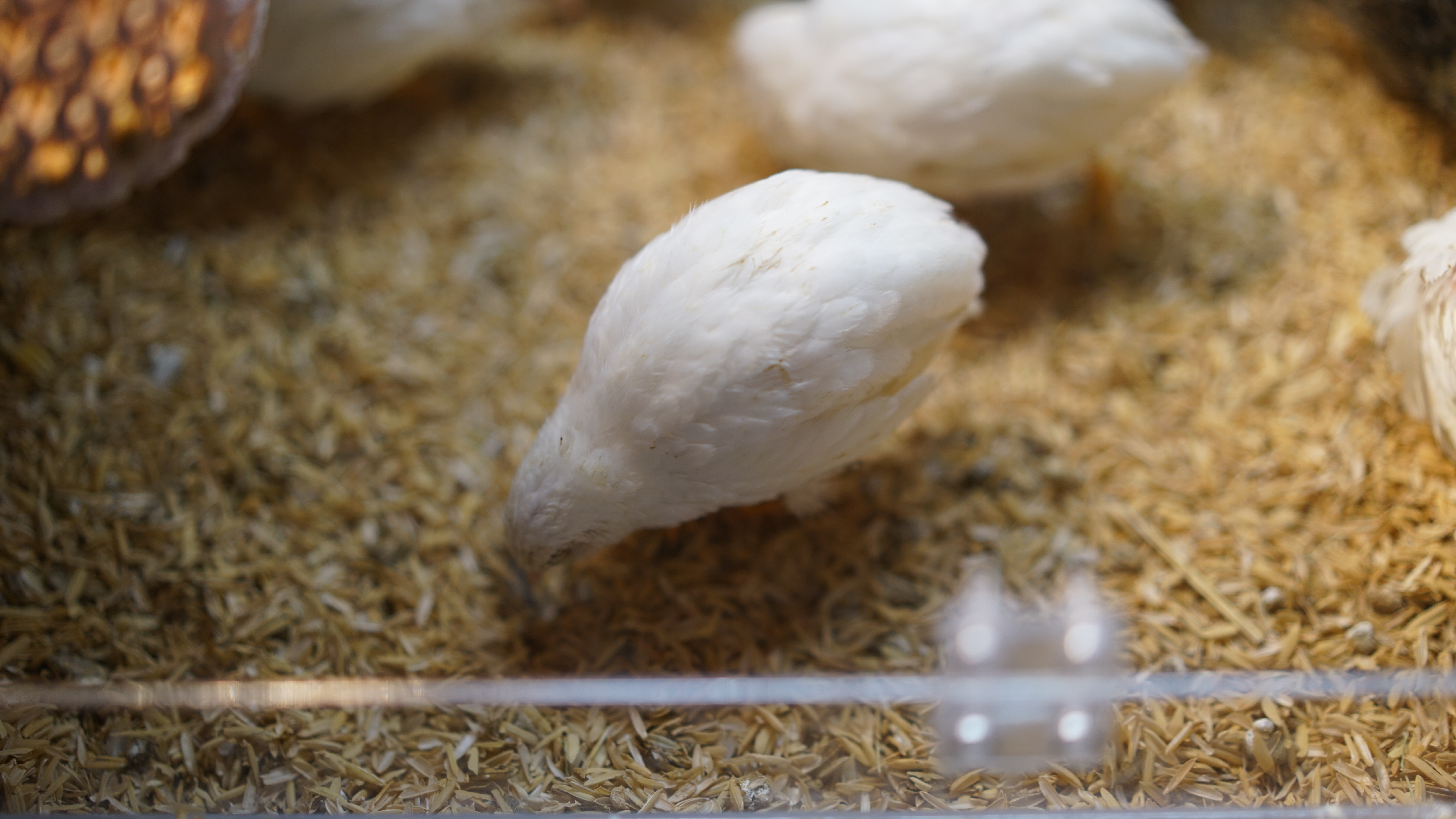 小鸡没有控温灯的情况,小鸡保温灯要一直开吗