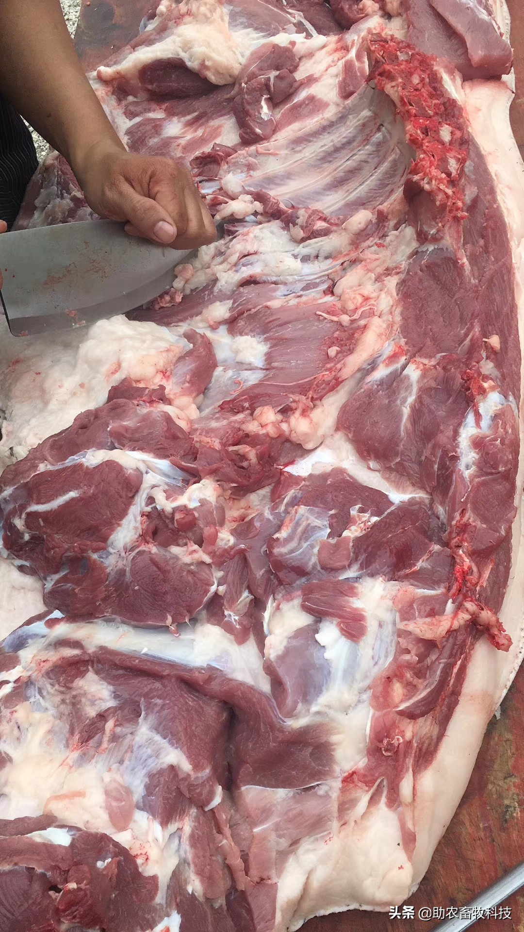 养猪的催长剂什么牌子好,养猪催长剂