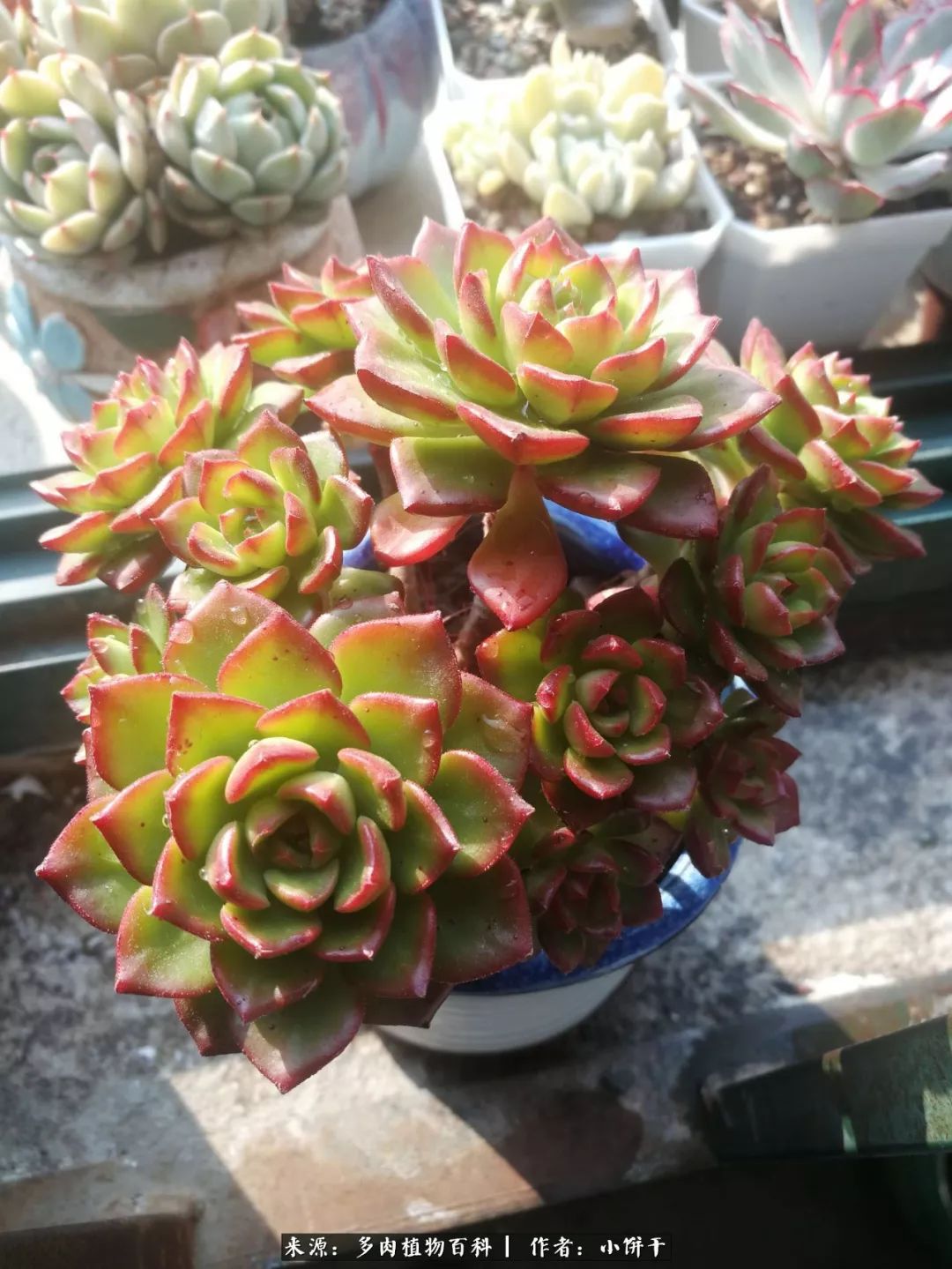 无肉不欢的肉瘾少女，日日沉迷于美色无法自拔！