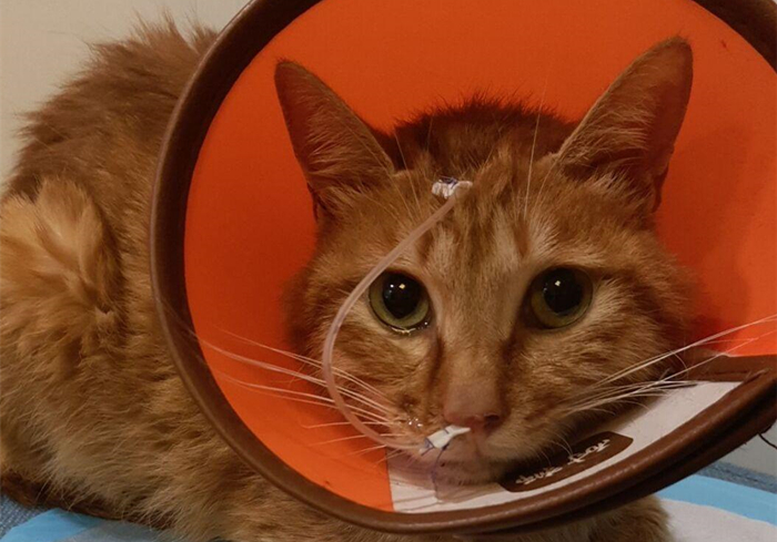 辟谣，猫咪白细胞激增就是患病？主人被告知：压力也会导致其升高