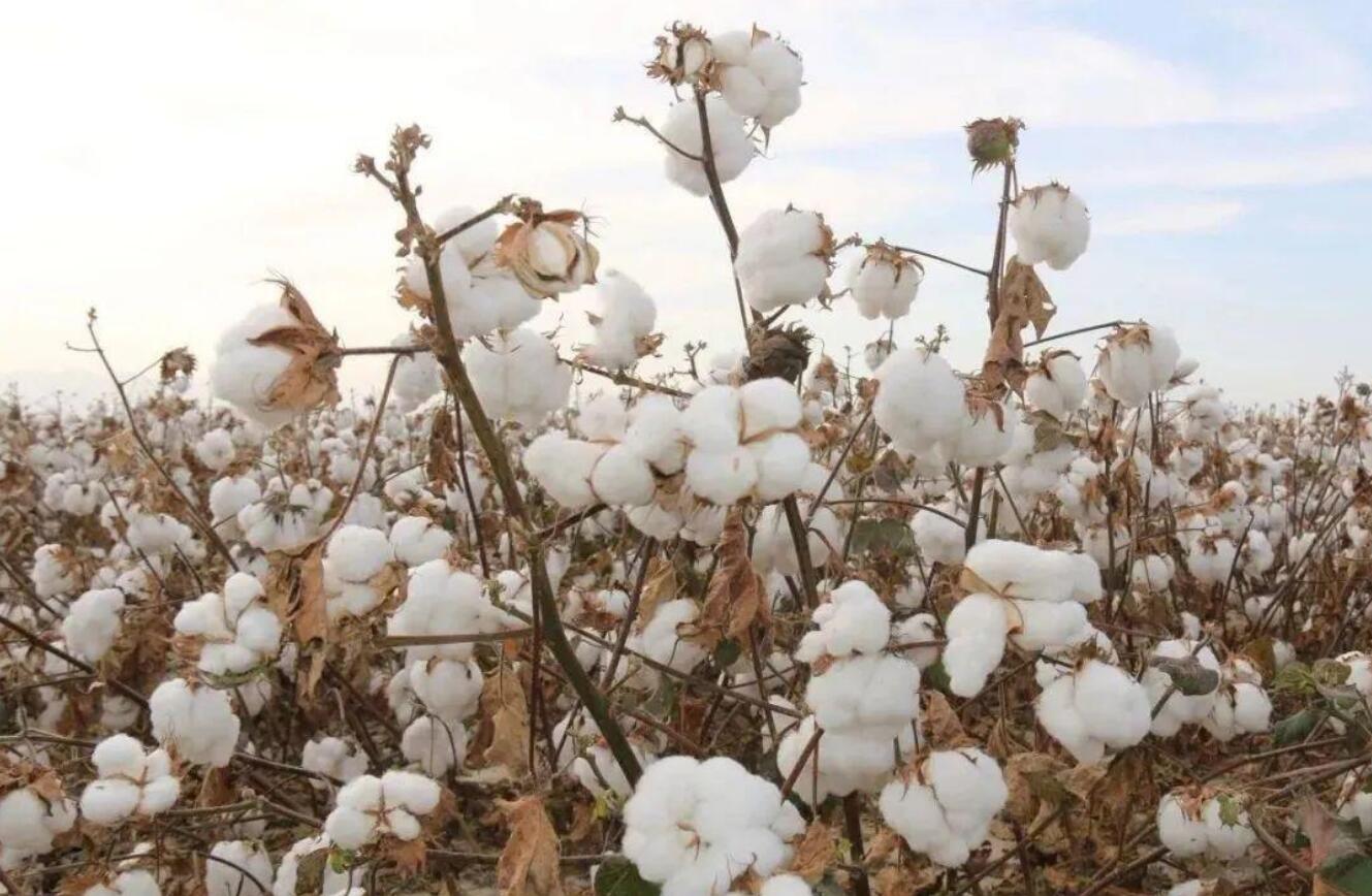 敢*制抵***疆新**棉？耐克摊上大事了，中国足球这次干了件漂亮的事