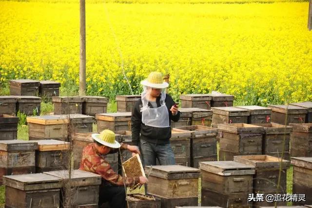 人有情绪要发泄，蜂有情绪也要释放！怎样释放工蜂不良情绪呢？