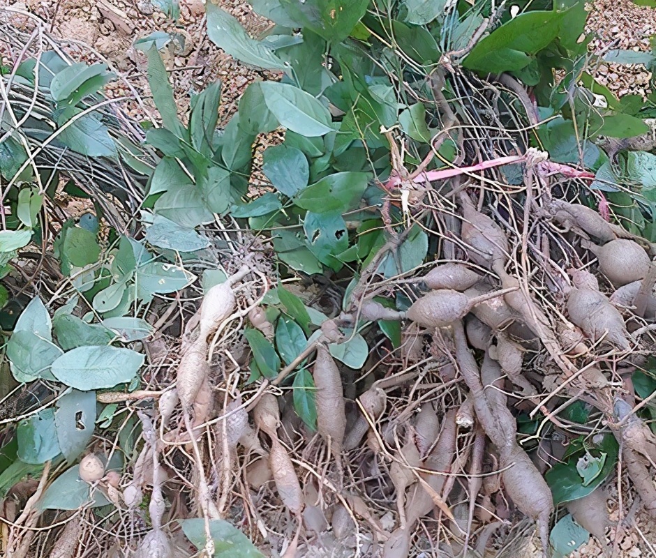 一条根售价,一条根茎卖600元