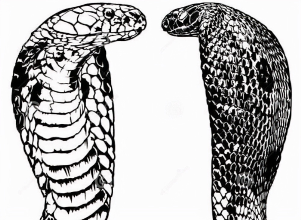 物业都说抓不完!南宁一小区惊现眼镜蛇银环蛇,养猫养狗能防蛇吗