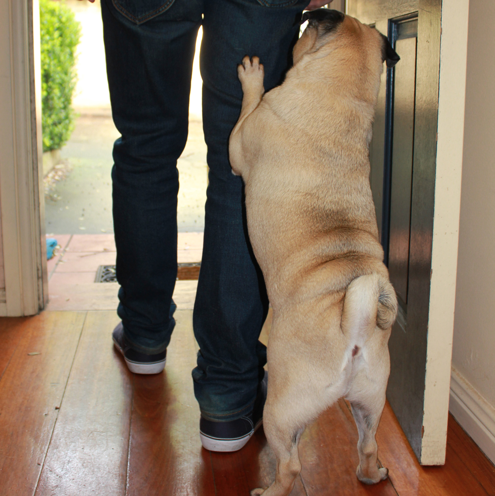 狗狗爱扑人咬手怎么办,狗狗爱扑陌生人