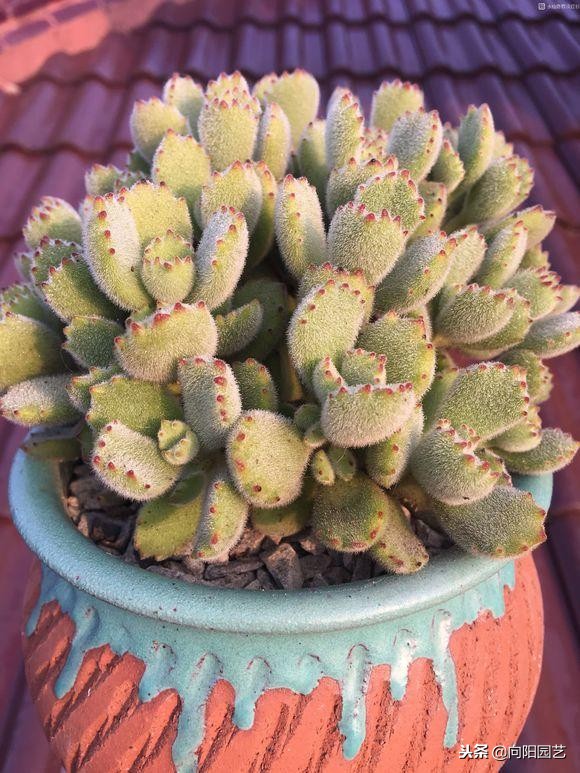 多肉七天内的生长变化,多肉变黄脱落什么原因