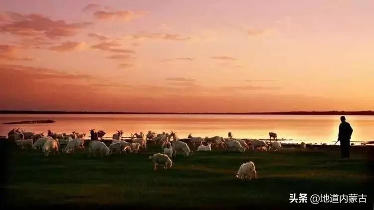 阿古拉湿地草原视频,阿古拉湿地有什么鸟