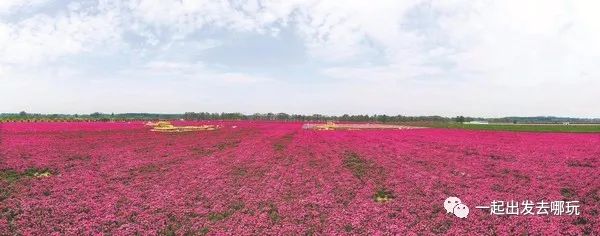 亳州芍花温泉团购,亳州芍药花海一日游