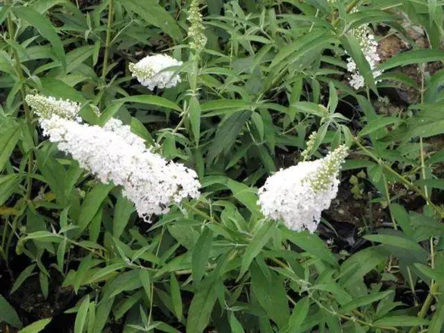 一次性摘各种各样的水果,一次性种很多草莓会怎么样