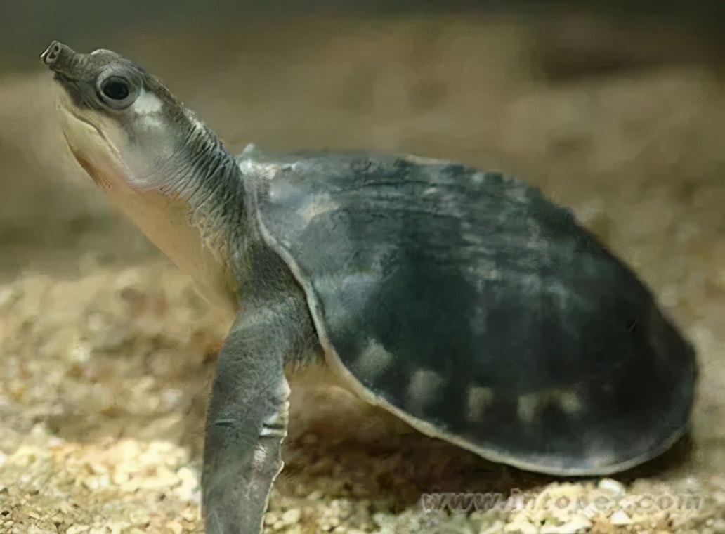 各种龟类图片大全大图,龟类展示会