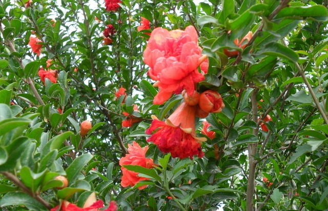 石榴花盆栽只长叶不开花,盆栽牡丹怎么养过春节能开花