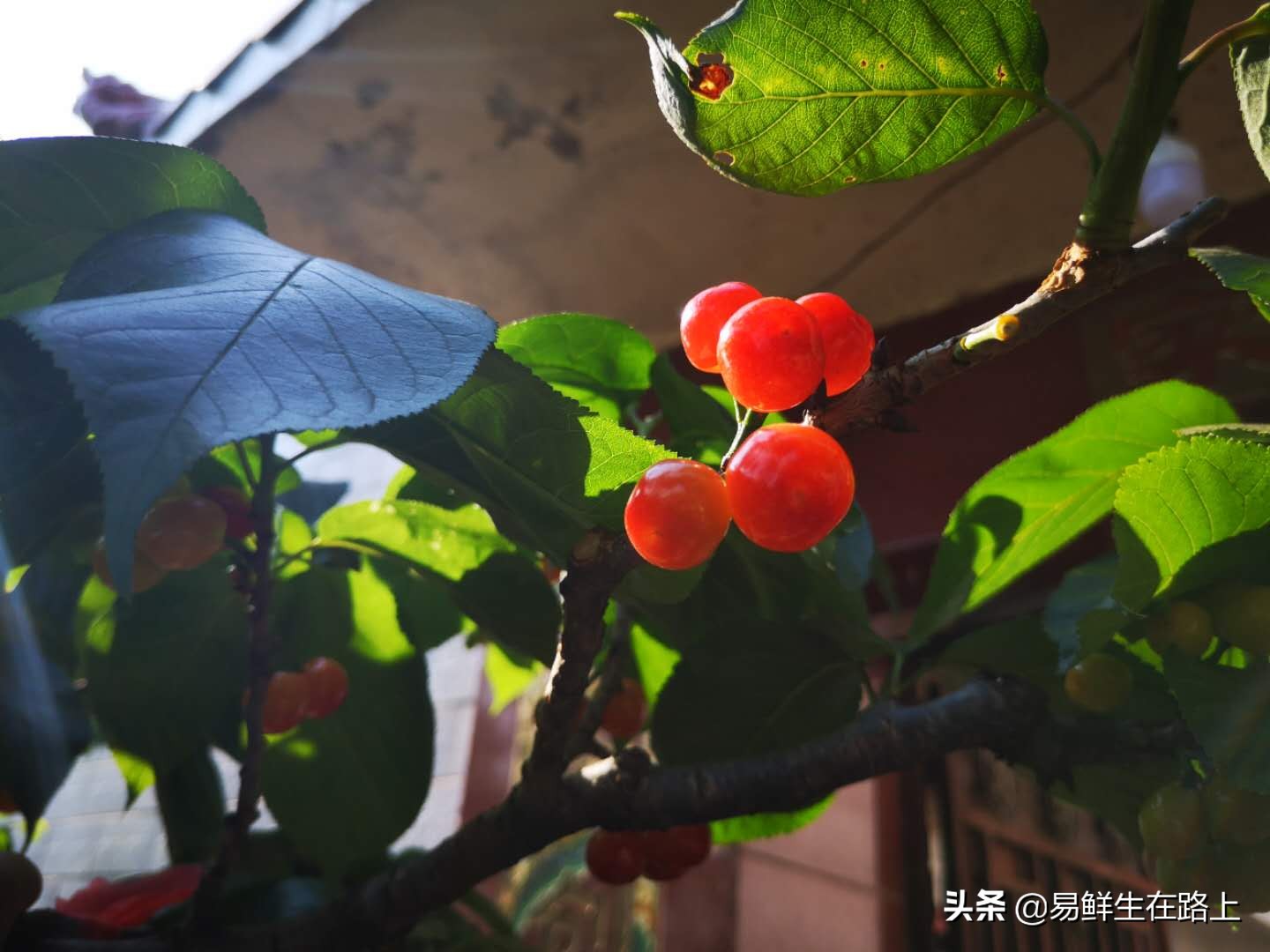 五月份去哪里摘樱桃最好,4月樱桃成熟