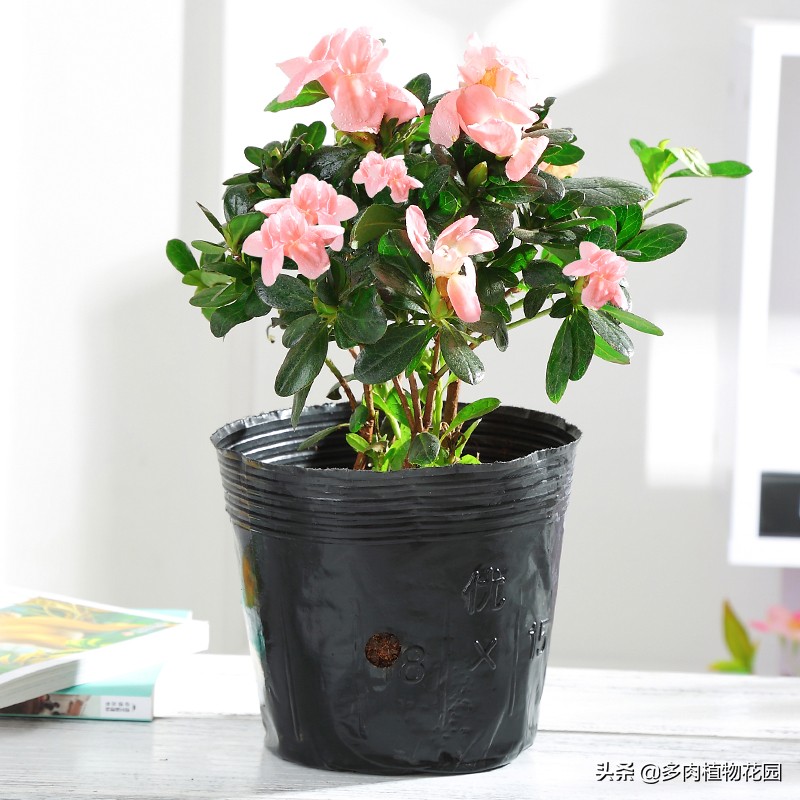 杜鹃花有花苞不开花是怎么回事,杜鹃花有花苞不开花怎么办