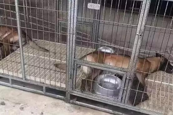 毒狗最新事件,毒狗事件需要哪些证据