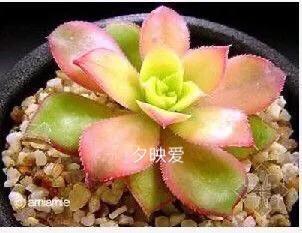 好看好养的多肉类植物,多肉类植物好看