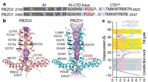 中国冷冻电镜技术进展,冷冻电镜最新研究