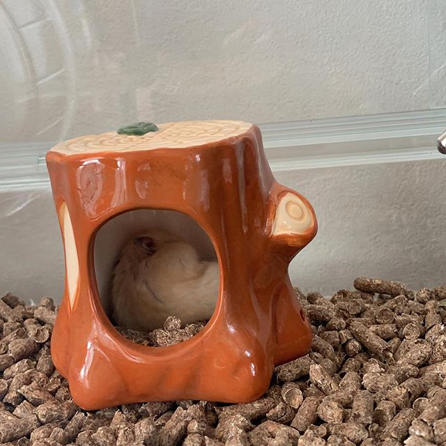 仓鼠不想脱水，吐着舌头向饲主求水喝，夏季预防仓鼠中暑请这样做