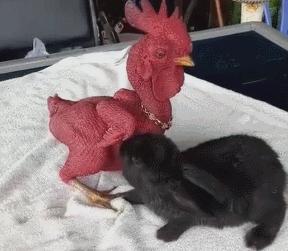 兔子把鸡咬秃了,兔子眼睛被鸡啄瞎了