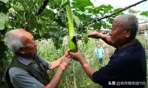 神奇砍瓜吃法视频,神奇砍瓜视频完整版