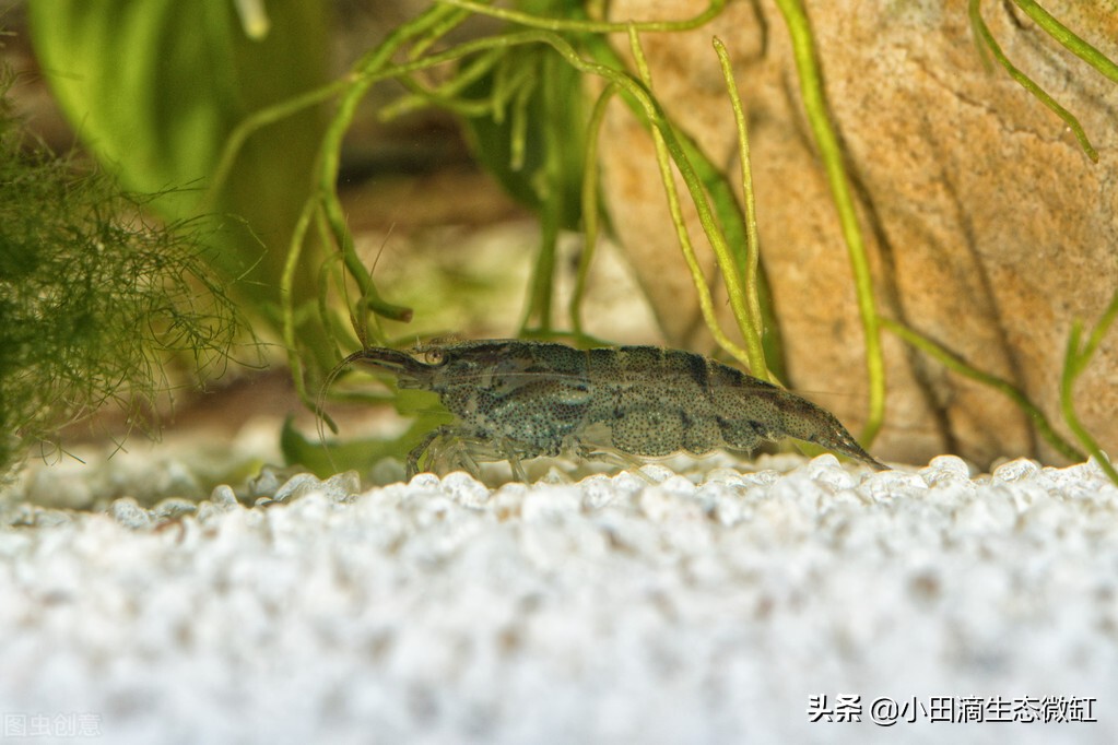 宠物虾简单养殖,虾类宠物观赏